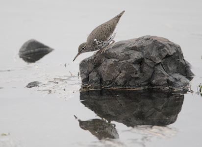 Spotted Sandpiper (Actitis macularia) photo