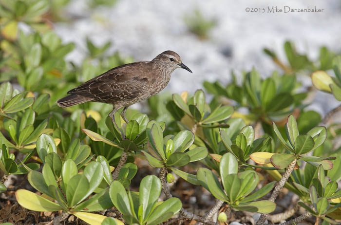 Tuamotu Sandpiper (Aechmorhynchus parvirostris) photo