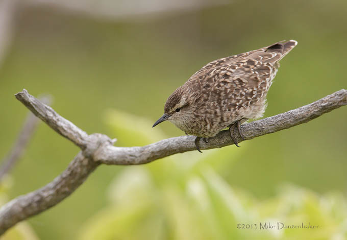 Tuamotu Sandpiper (Aechmorhynchus parvirostris) photo