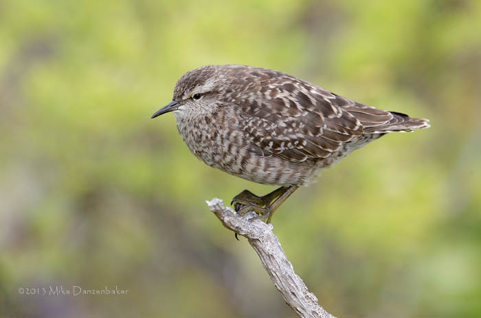 Tuamotu Sandpiper (Aechmorhynchus parvirostris) photo