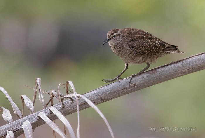 Tuamotu Sandpiper (Aechmorhynchus parvirostris) photo