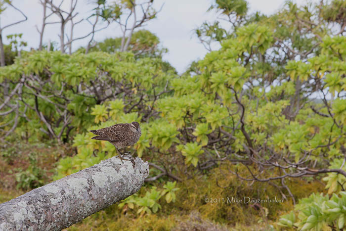 Tuamotu Sandpiper (Aechmorhynchus parvirostris) photo