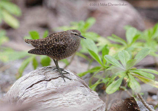 Tuamotu Sandpiper (Aechmorhynchus parvirostris) photo