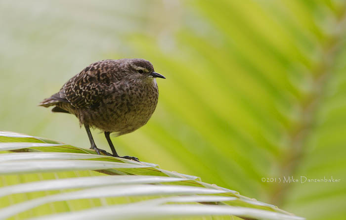 Tuamotu Sandpiper (Aechmorhynchus parvirostris) photo