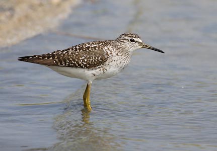 Wood Sandpiper (Tringa glareola) photo