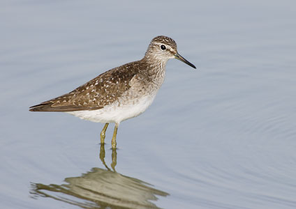 Wood Sandpiper (Tringa glareola) photo