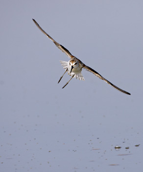 Western Sandpiper (Calidris mauri) photo