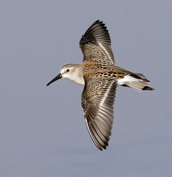 Western Sandpiper (Calidris mauri) photo