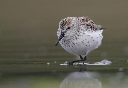 Western Sandpiper (Calidris mauri) photo