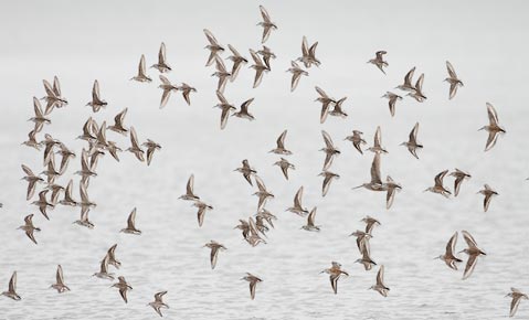 Western Sandpiper (Calidris mauri) photo
