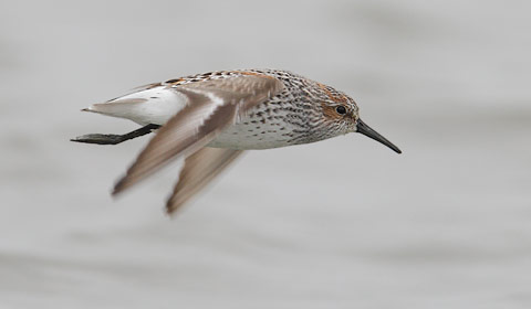 Western Sandpiper (Calidris mauri) photo