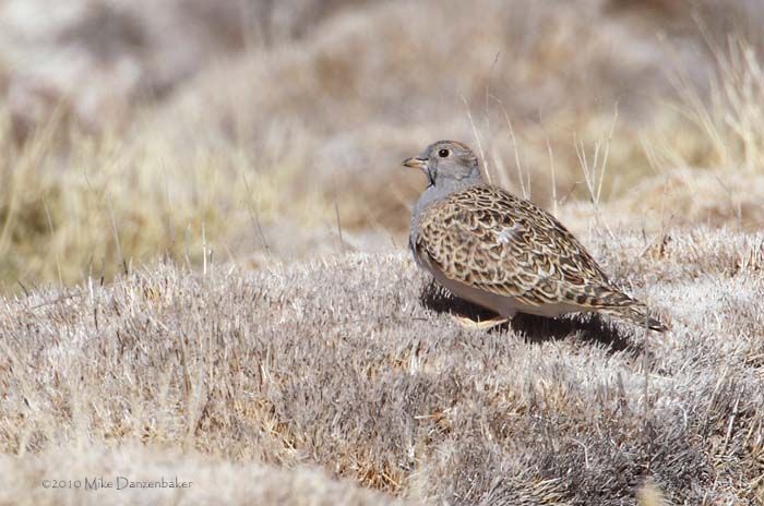 Grey-breasted Seedsnipe (Thinocorus orbignyianus) photo