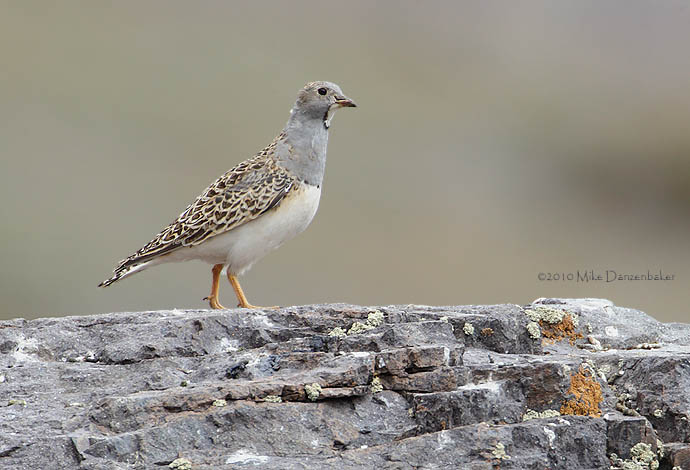 Grey-breasted Seedsnipe (Thinocorus orbignyianus) photo