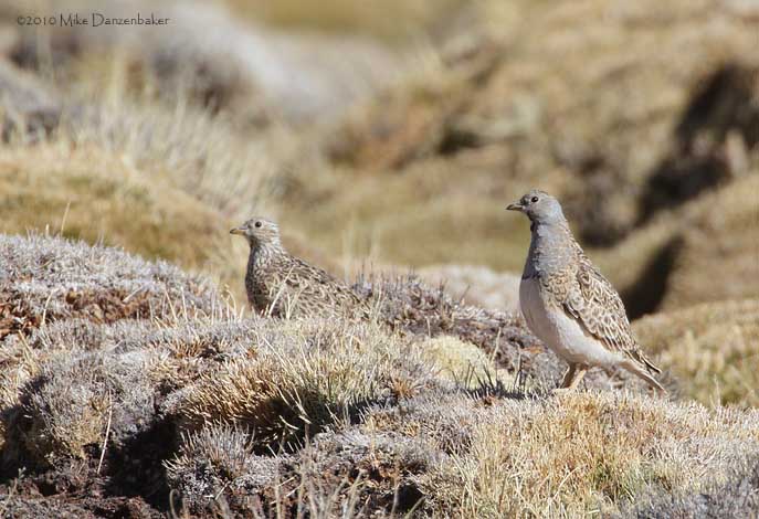 Grey-breasted Seedsnipe (Thinocorus orbignyianus) photo