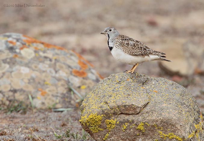 Least Seedsnipe (Thinocorus rumicivorus) photo