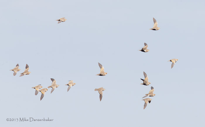 Black-bellied Sandgrouse (Pterocles orientalis) photo