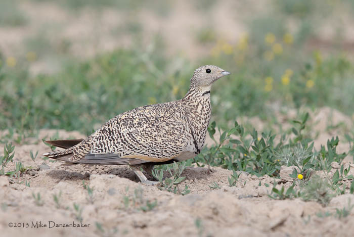 Black-bellied Sandgrouse (Pterocles orientalis) photo