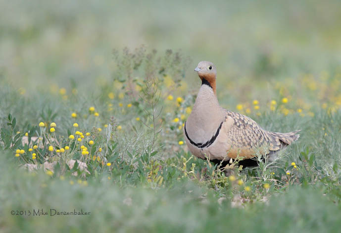 Black-bellied Sandgrouse (Pterocles orientalis) photo