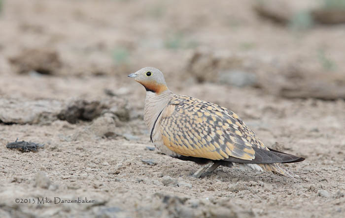 Black-bellied Sandgrouse (Pterocles orientalis) photo