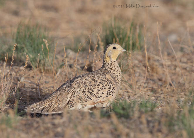 Pallas's Sandgrouse (Syrrhaptes paradoxus) photo