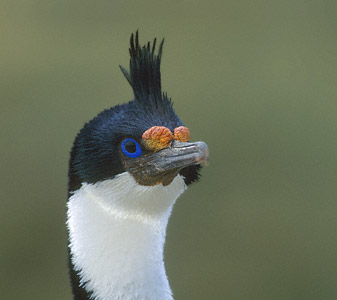 Imperial Shag (Leucocarbo atriceps) photo