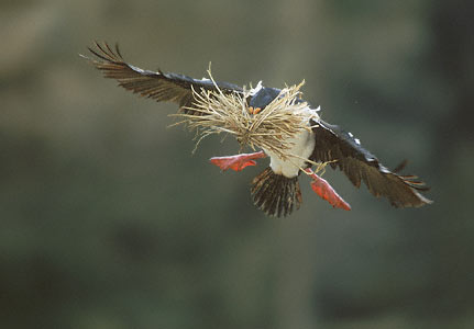 Imperial Shag (Leucocarbo atriceps) photo