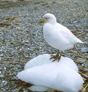 Snowy Sheathbill (Chionis alba) photo