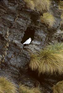 Snowy Sheathbill (Chionis albus) photo image