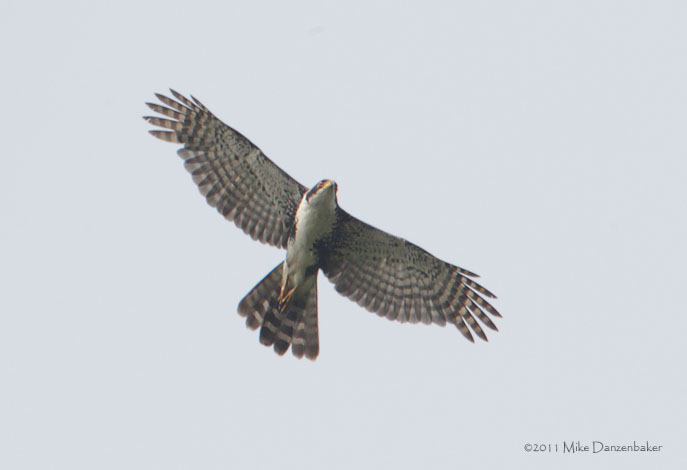 Black Sparrowhawk (Accipiter melanoleucus) photo