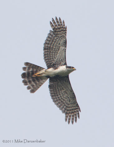 Black Sparrowhawk (Accipiter melanoleucus) photo