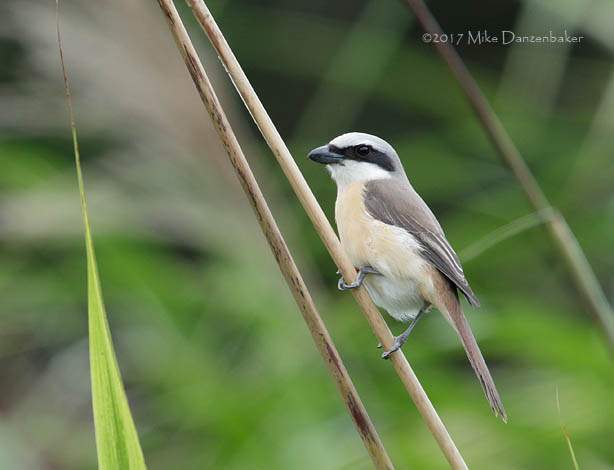 Brown Shrike (Lanius cristatus) photo