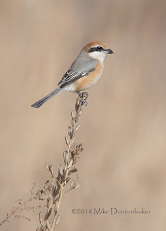 Bull-headed Shrike (Lanius bucephalus) photo