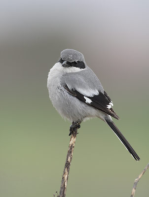 Loggerhead Shrike (Lanius ludovicianus) photo