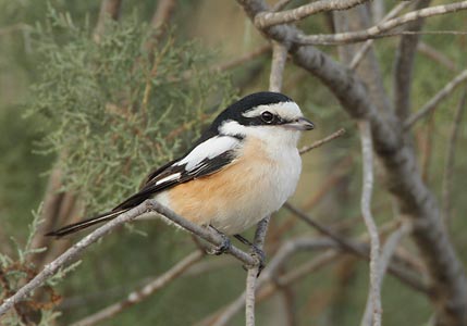 Masked Shrike (Lanius nubicus) photo
