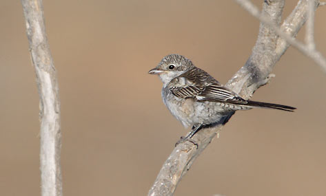Masked Shrike (Lanius nubicus) photo
