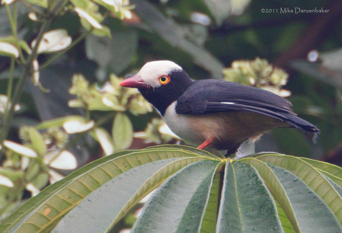 Red-billed Helmetshrike (Prionops caniceps) photo
