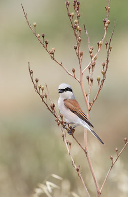 Red-backed Shrike (Lanius collurio) photo