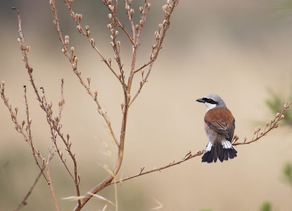 Red-backed Shrike (Lanius collurio) photo