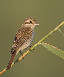 Red-backed Shrike (Lanius collurio) photo
