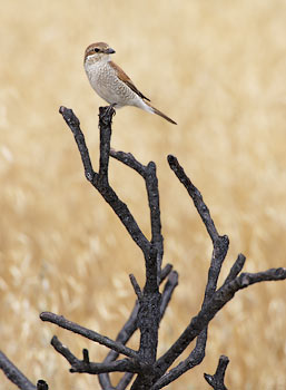 Red-backed Shrike (Lanius collurio) photo