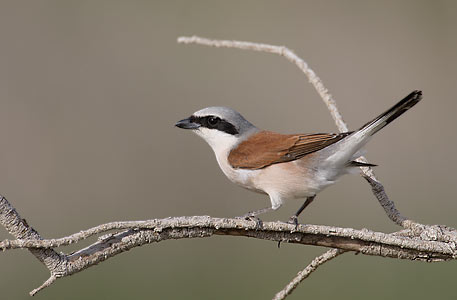 Red-backed Shrike (Lanius collurio) photo