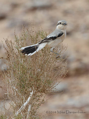 Steppe Grey Shrike (Lanius pallidirostris) photo
