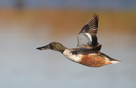 Northern Shoveler (Anas clypeata) photo