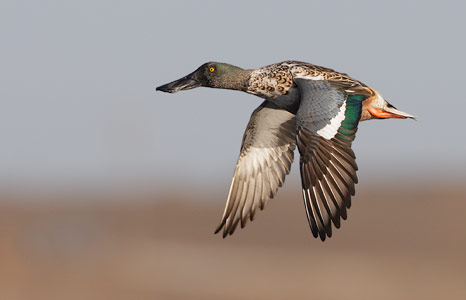 Northern Shoveler (Anas clypeata) photo