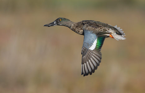 Northern Shoveler (Anas clypeata) photo