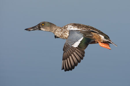 Northern Shoveler (Anas clypeata) photo