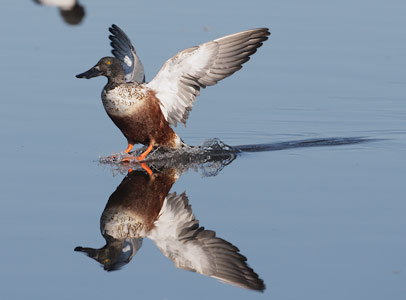 Northern Shoveler (Anas clypeata) photo