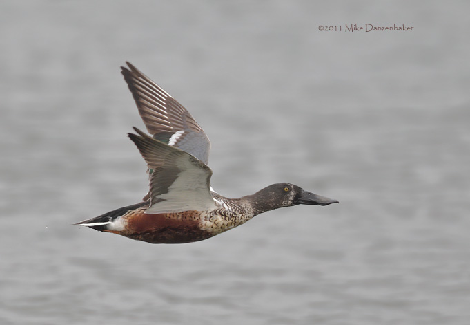 Northern Shoveler (Anas clypeata) photo