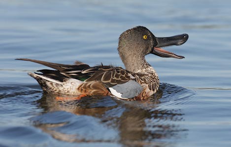 Northern Shoveler (Anas clypeata) photo