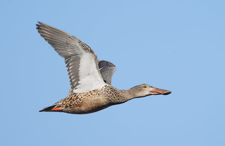 Northern Shoveler (Anas clypeata) photo